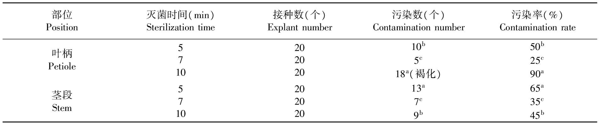 金钻蔓绿绒的在线观看国产麻豆苗繁殖生产技术研究