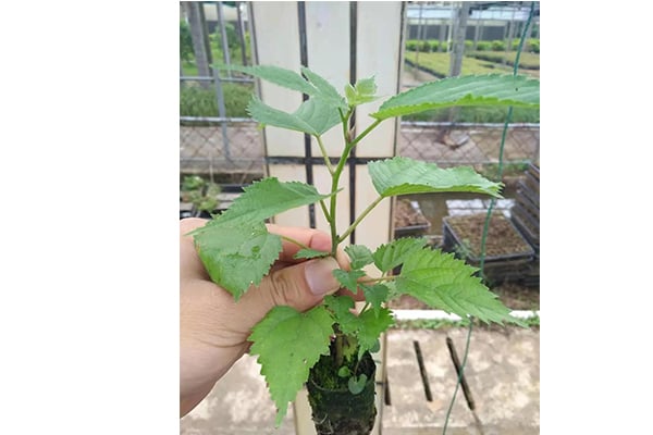在线观看国产麻豆