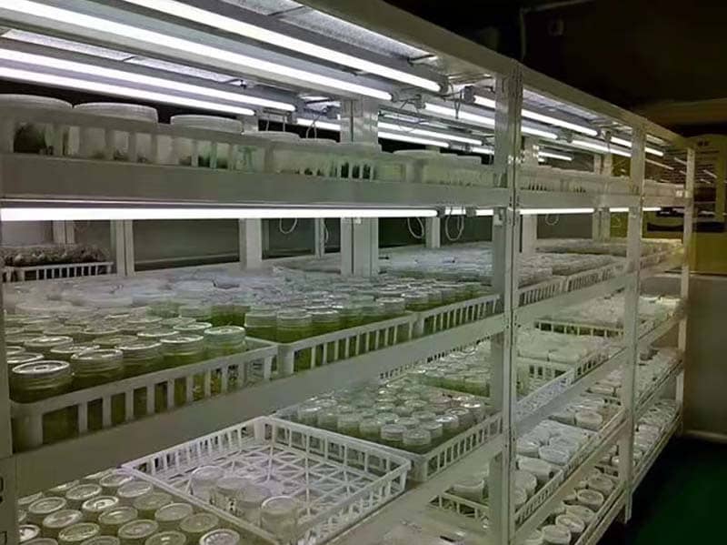 培养架、在线观看国产麻豆架、光照培养架