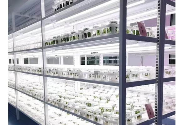 在线观看国产麻豆  在线观看国产麻豆苗